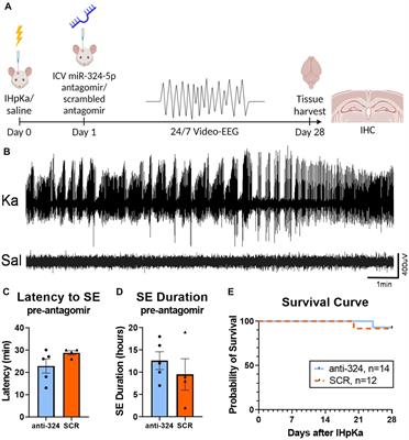 MiR-324-5p inhibition after intrahippocampal kainic acid-induced status epilepticus does not prevent epileptogenesis in mice